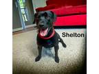Adopt Shelton a Staffordshire Bull Terrier