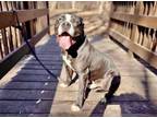 Adopt SNOOPY a American Staffordshire Terrier, Mixed Breed