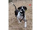 Adopt Rodeo a American Staffordshire Terrier, Pointer