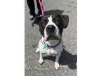 Adopt Rodeo a American Staffordshire Terrier, Pointer