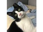 Adopt Possum a Domestic Short Hair