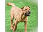 Adopt Marley a Shar-Pei, Mixed Breed