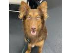 Adopt Fozzie Maverick a Australian Shepherd, German Shepherd Dog