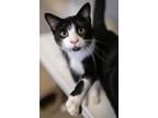 Adopt Luke Skywhisker a Domestic Short Hair