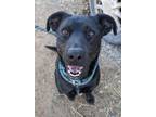 Adopt Duke Elliot a Black Labrador Retriever, Pit Bull Terrier