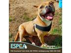 Adopt Roscoe a Pit Bull Terrier, Mixed Breed