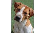 Adopt Dirks a Coonhound, Pit Bull Terrier