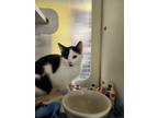 Adopt Roslen a Domestic Short Hair