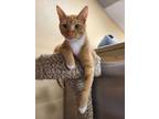 Adopt Ashton a Domestic Short Hair, Tabby