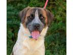 Adopt Hunter a Great Pyrenees