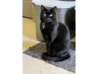 Adopt Max a Domestic Short Hair