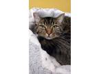 Adopt Poblano a Domestic Short Hair