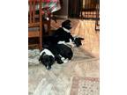 Adopt ROOSTER, MAVERICK a Border Collie, Collie