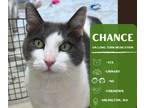 Adopt Chance a Domestic Short Hair