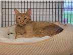 Adopt Colby a Domestic Short Hair
