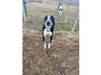 Adopt Houdini a Pointer