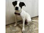 Adopt Waco Kid a Terrier