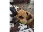 Adopt Freeway " Puggle Mix Male Tons of Fun!" a Pug, Beagle