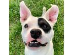 Adopt Alfie a Pit Bull Terrier