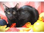 Adopt Frisco a Domestic Short Hair