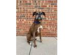 Adopt Roscoe a Boxer