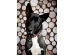 Adopt Thor a Shepherd, Border Collie