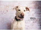 Adopt Venza a Labrador Retriever