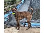 Adopt Peanut a Mountain Cur