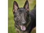 Adopt ARGOS a German Shepherd Dog