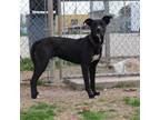 Adopt Curtis a Greyhound, Black Labrador Retriever