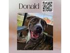 Adopt Donald a Plott Hound