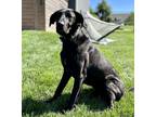 Adopt Tahoe a Labrador Retriever, Great Dane