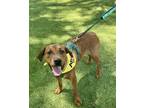 Adopt Ross a Mixed Breed