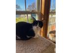 Adopt Smudgers a Domestic Short Hair