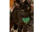 Adopt Tupac a Domestic Short Hair