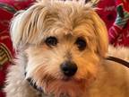 Adopt Teddy a Lhasa Apso, Norfolk Terrier