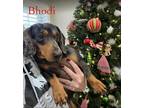 Adopt Bohdi a Dachshund