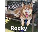 Adopt Rocky a Husky
