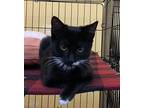 Ellory Domestic Shorthair Kitten Female