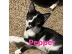 Pepper Domestic Shorthair Kitten Female