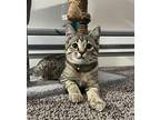 Professor Cheesecake Domestic Shorthair Kitten Male