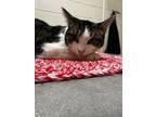 Henry Domestic Shorthair Adult Male