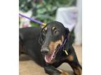 HANNAH Doberman Pinscher Adult Female