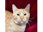 Johanna Domestic Shorthair Young Female