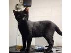 Adopt Jimmy a Domestic Short Hair