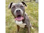 Sawyer American Pit Bull Terrier Young Male