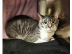 Gingko Domestic Shorthair Young Male