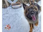 Zion German Shepherd Dog Adult Male