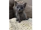 Nebula Domestic Shorthair Kitten Female