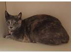 Garland Domestic Shorthair Young Female